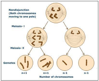 Nondisjunction Failure of homologues or sister chromatids to separate properly during meiosis Aneuploidy gain or loss of a chromosome Monosomy
