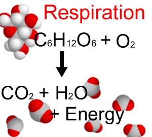 13.1 The Role of Respiration Breathing and Respiration are very different!