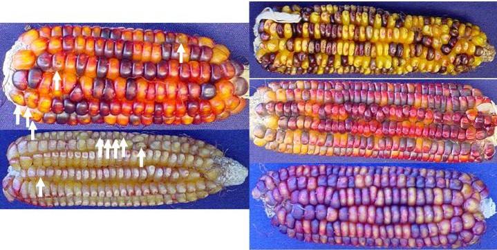 10/5/17 Paramutations were first discovered and studied in maize (Zea mays) by R.A.