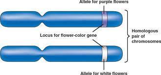 Diploid cells contain 2 copies of each chromosome, this means 2 copies of every gene. Alleles are different forms of the same gene. - The locus of a gene is its position on a chromosome.