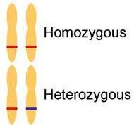 Heterozygous genes have two different alleles for the same trait. A Dominant allele determines the phenotype. Dominant alleles prevent recessive alleles from being expressed.