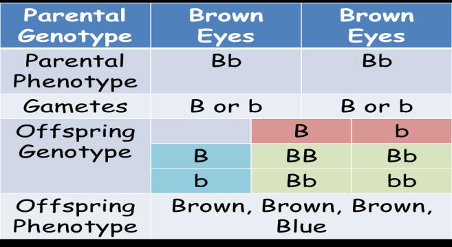 are (GG) and (gg). Heterozygous Cross In Humans, the gene for brown eyes (B) is dominant to that for blue eyes (b).