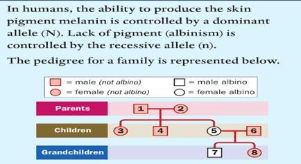 A Pedigree is a diagram showing the genetic history of a group of related individuals.