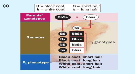 One parent heterozygous, one parent homozygous recessive for both traits In Guinea-pigs black coat (B) is dominant to white
