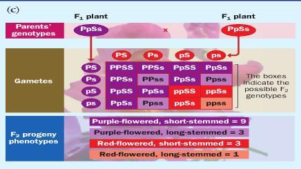 A selfed (F2) cross A homozygous purple-flowered, short-stemmed plant is crossed with a red-flowered, long-stemmed plant.