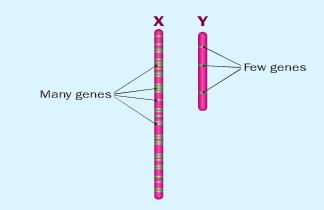 Sex linked traits are also called X-linked as they are carried on the X chromosome.