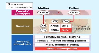 XnY- As with any other X-linked trait it is very rare in females as they have to inherit two recessive alleles (carrier mother, haemophiliac father).