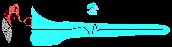 Frequency analysis in the cochlea Sound sets up a travelling wave along the basilar membrane The peak of motion