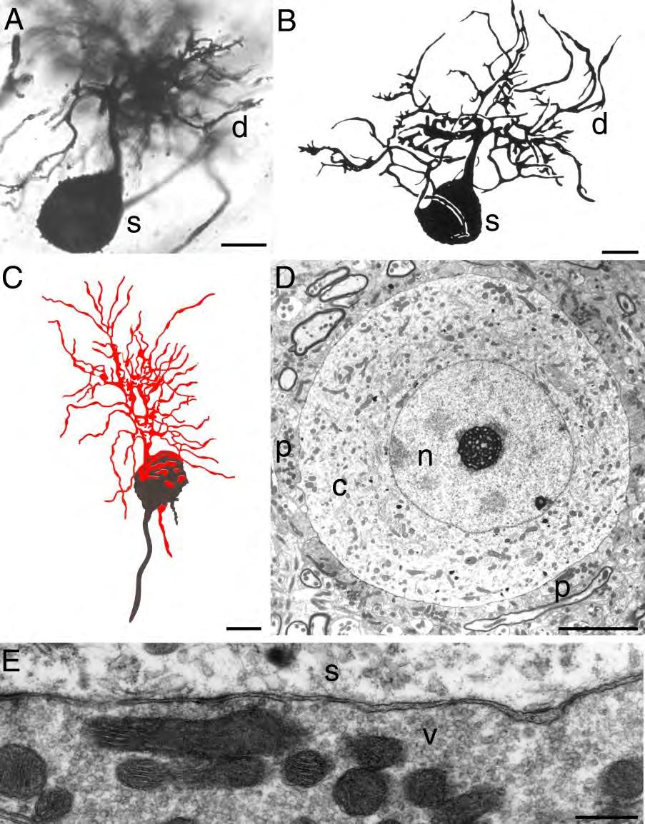The afferent auditory nerve fibres connect to spherical bushy cells From