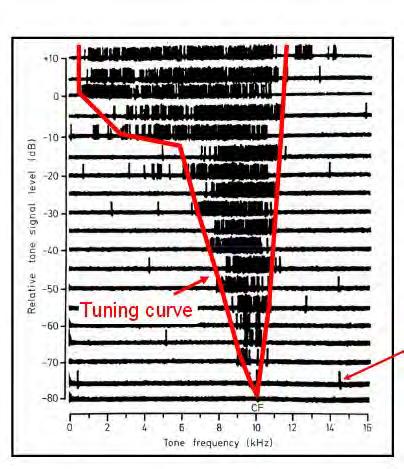 Afferent type I auditory nerve fibre responses tuning curves show narrow frequency selectivity Single spike