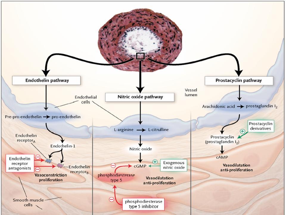 Endothelial dysfunction in PAH