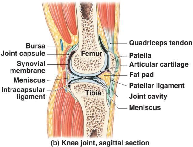 c. ligaments d. tendons Sprain e. bursae Factors that stabilize a joint A joint cannot be both highly mobile and very strong. The greater the range of motion at a joint, the weaker it becomes.