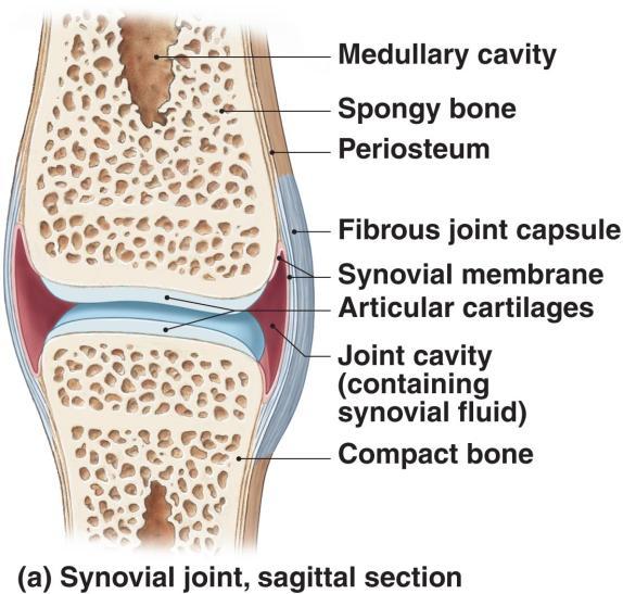 ligaments o The shapes of the articulating surfaces and menisci, which may prevent movement in specific directions o The presence of other bones, skeletal muscles, or fat pads around the joint o