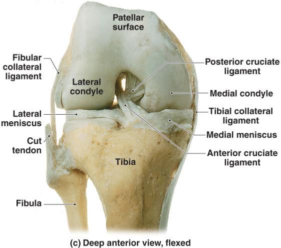 the tendons of associated muscles. A pair of fibrocartilage pads, the medial and lateral menisci, lie between the femoral and tibial surfaces.