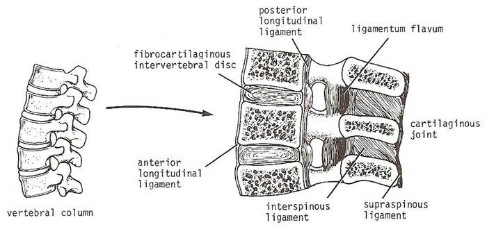 Cartilaginous Joints These joints are characterised by cartilage joining the ends or parts