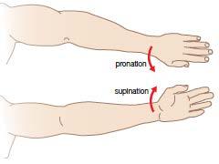 Joint actions Joint action example Description Pronation Pronation is the movement that occurs when the radius rotates around the ulna (the thinner, longer bone of the forearm), so that the hand is