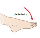 Joint actions Joint action example Description Dorsi Flexion Dorsi flexion is simply the flexion of the ankle.
