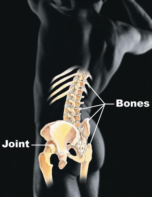 SKELETAL SYSTEM 1) Components Cartilages Bones Tendons & ligaments joints 2) FUNCTIONS Structural