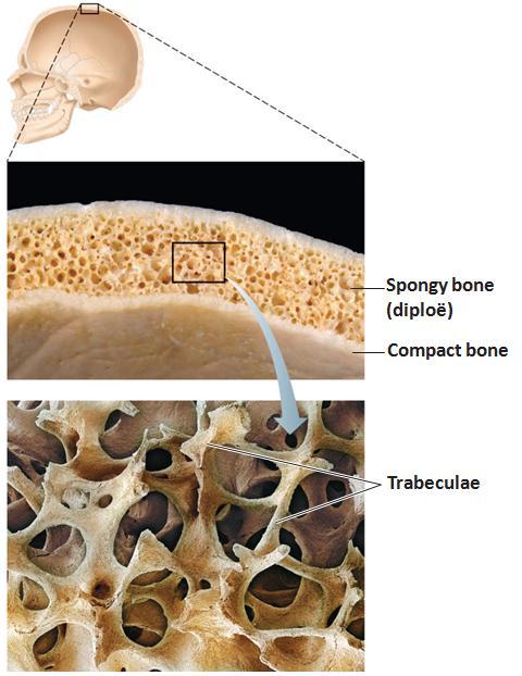 Flat bones, short bones, and 1) Contain bone marrow no marrow