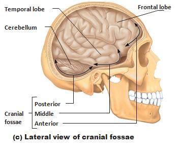 Structures A) Cranium