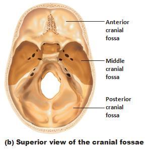 cranial fossae Fontanels