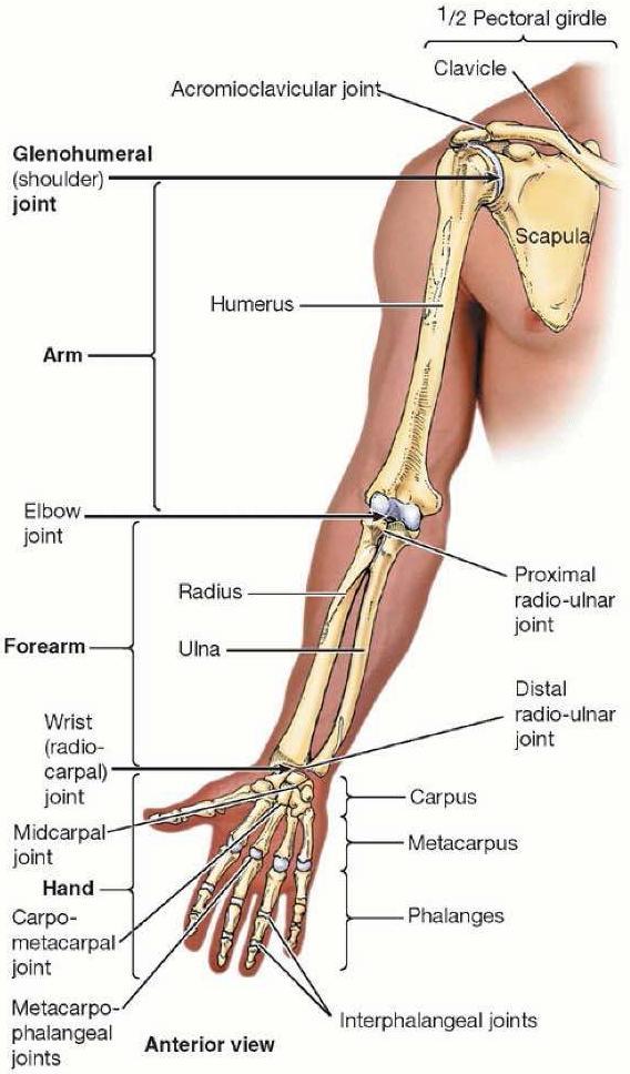 Upper Limb 1) Brachium Humerus Glenohumeral joint 2) antebrachium
