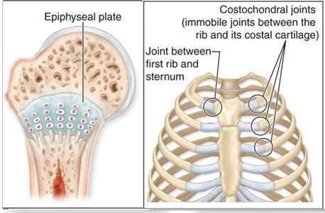 Cartilaginous Joints