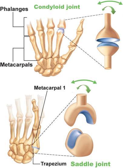 Bi-axial plane 1) Condylar joint Wrist joint (radiocarpal) Metacarpophalangeal