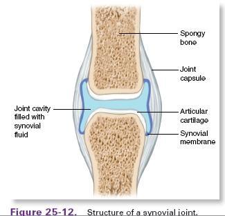 Joints Synovial joints Covered with hyaline cartilage Held together by a fibrous joint capsule lined with synovial membrane Secretes synovial