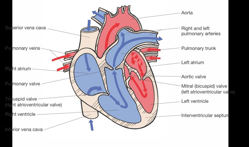 Blood Flow Through the Heart The pathway of blood through the heart Oxygen-poor blood coming from the body (via the veins) enters the right atrium.