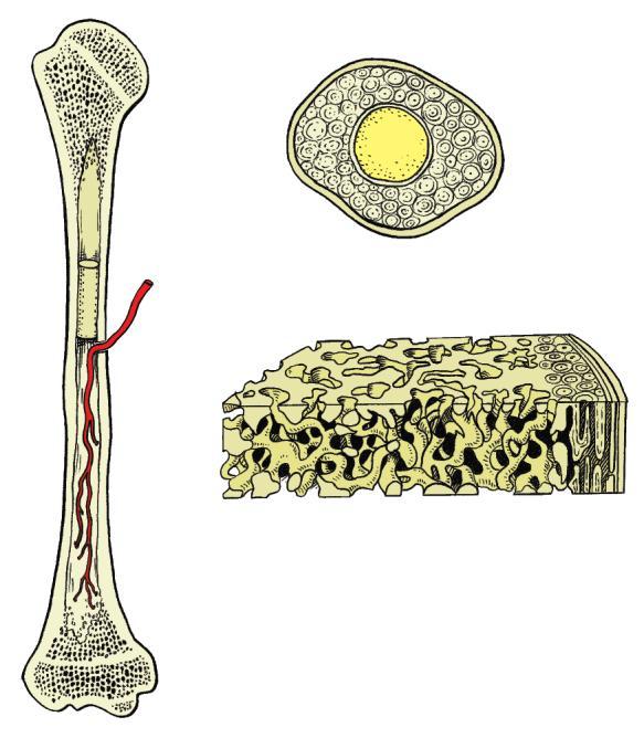 Bones While bones take on different shapes, the majority of bones are long bones.