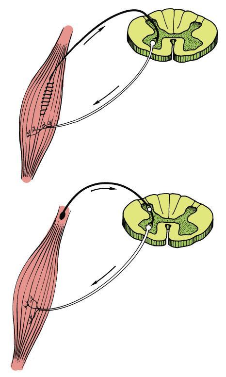 Musculotendinous Receptors Muscle spindle Located in the muscle belly lying parallel to the fibers Causes a reflexive contraction (stretch reflex) in the muscle when the muscle senses a stretch
