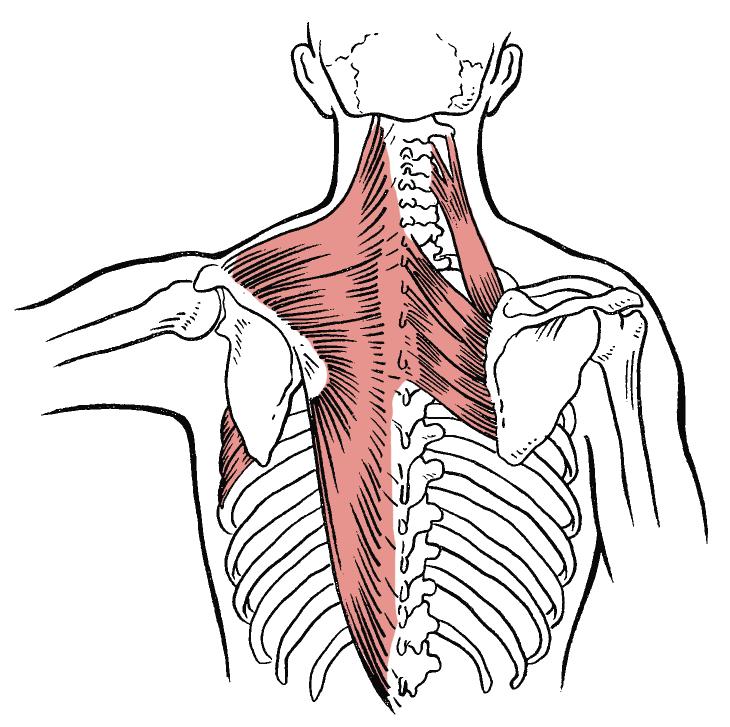 The Shoulder Girdle The muscles of the shoulder