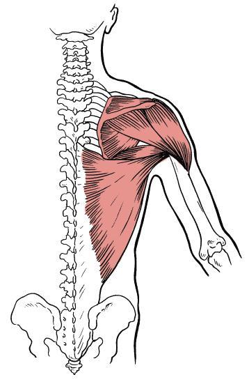 Seven muscles originate from each scapula.