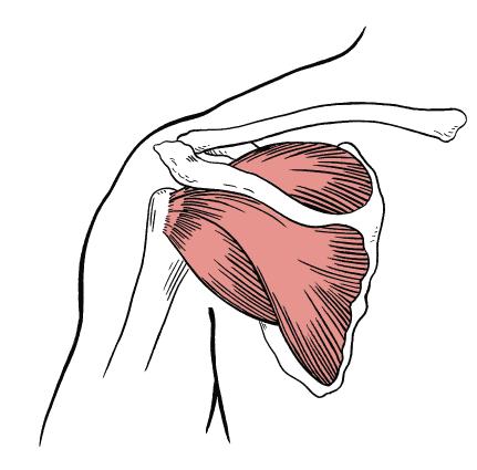 The Rotator Cuff Four of the muscles that act at the shoulder are commonly called the rotator cuff.