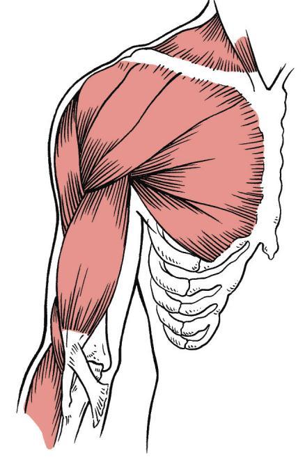 The Elbow Flexion and extension of the elbow are
