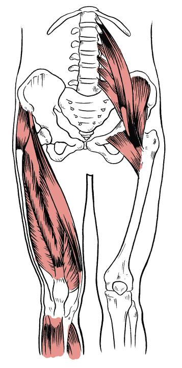 Hip Flexors There are 21 major muscles involved in the actions of the hip joint.