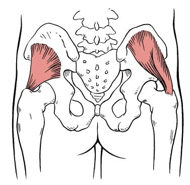 Hip Internal and External Rotators The hip internal rotators include the tensor