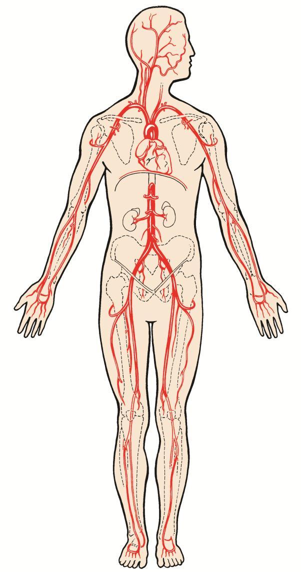 Cardiovascular System The cardiovascular system, also called the circulatory system, is composed of the heart, blood vessels, and blood.