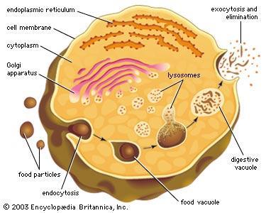 Lysosomes membrane-bound bag of hydrolytic (digestive) enzymes - cell uses