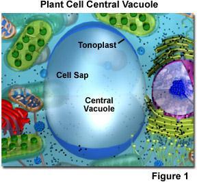 Central vacuole - found in mature plant cells -