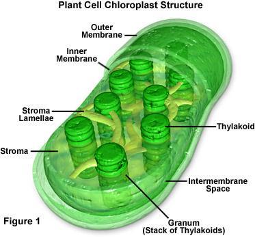 Chloroplasts formed only in plants functions in