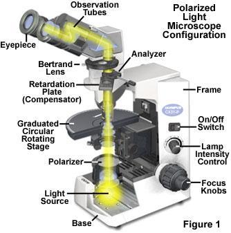 Light Microscopy Techniques (p.68) a. Brightfield unstained b.