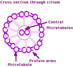 wrapped in plasma membrane anchored to the cell by a basal body similar
