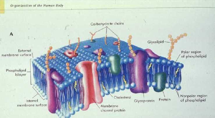 Cell Size -Most cells are between 1 & 100um in diameter -Plasma membrane