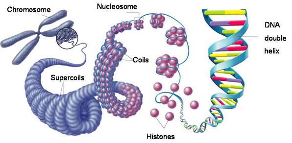 Contents of the Nucleus - nearly all of the cell s DNA is here (organized along w/proteins into chromosomes) - unless the