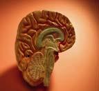 Adolescents with ASD Atypical brain development affects.