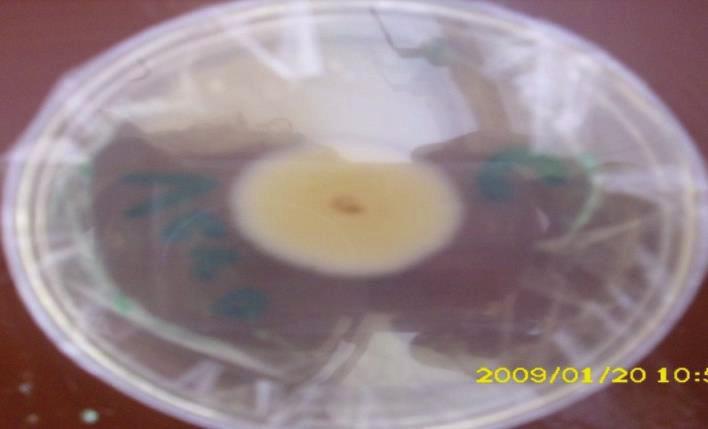 inermis leaves (a) at different concentrations after 10 days of incubation at 37