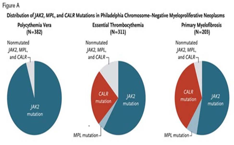Described in 2013, CALR somatic mutations are seen in a large subset of patients with ET or PMF who lack JAK2 and MPL mutations NOT FOUND IN PATIENTS WITH PV Can provide both diagnostic and