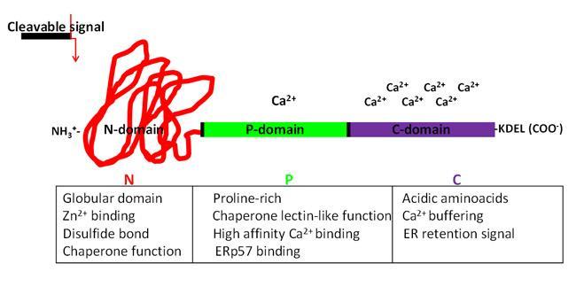 The calreticulin protein CALR located on 19p13.2 9 exons Mendlovic F.